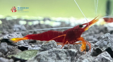 Set 20 x Yellow Nose - Caridina spinata Garnelen
